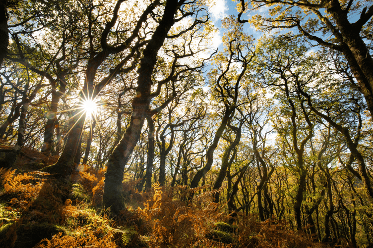 Wiseman's Woods, Dartmoor