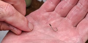 Another Black Swan saved after ingesting fishing line