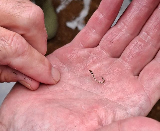 Another Black Swan saved after ingesting fishing line