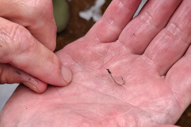 The fish hook removed from the mouth of a Dawlish Black Swan. Photo Scott Williams 