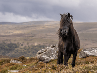 New programme helping schoolchildren discover Dartmoor 