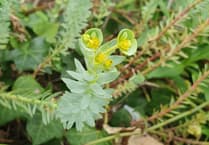 Nature Diary by Alice Henderson | Botany on the Beach