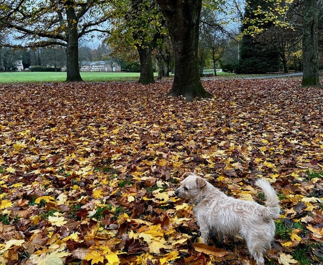 Join Bovey's bulb planting day