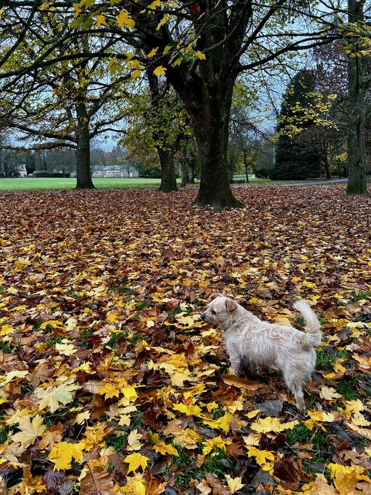 Mill Marsh Park Bovey Tracey