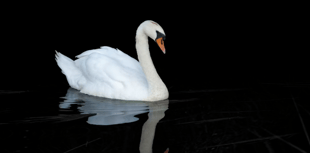 No swan-related crimes reported in Devon and Cornwall