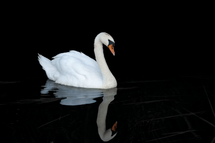 Swan stock image
