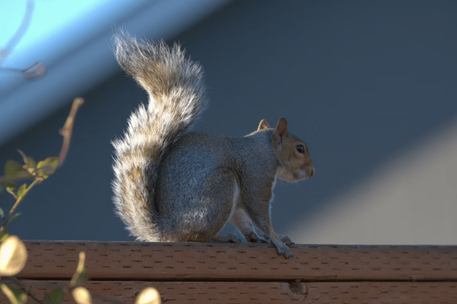 Road noise can actually make squirrels feel safer, new study finds
