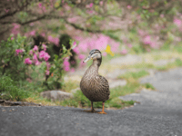 Devon residents urged to shape new wildlife recovery strategy