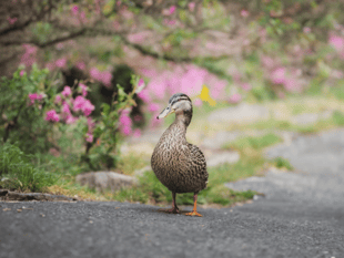 Devon residents urged to shape new wildlife recovery strategy