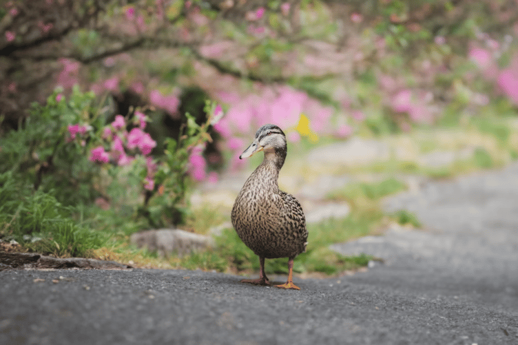 Devon wildlife stock image