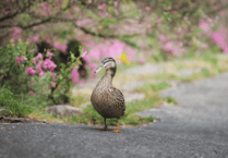 Devon residents urged to shape new wildlife recovery strategy