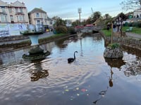 Black Swan nest survives storm in Dawlish