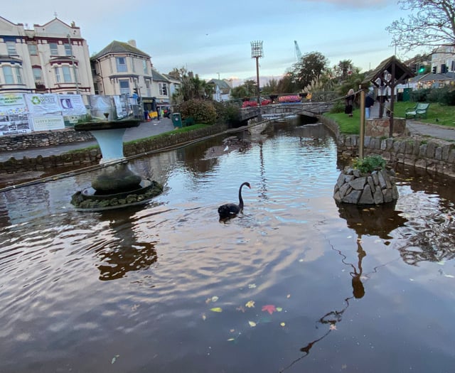 Black Swan nest survives storm in Dawlish