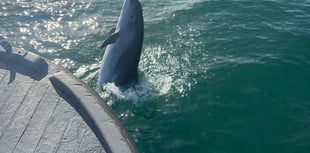 Dolphin delights Dawlish boat trippers
