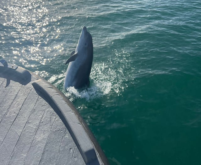 Dolphin delights Dawlish boat trippers