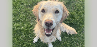 Golden retriever Rosie makes full recovery thanks to vets