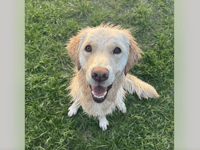 Golden retriever Rosie makes full recovery thanks to vets