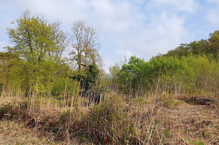 Wolborough Fen. Photo Guy Henderson 