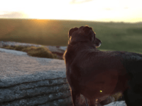 Dartmoor tops haunted Halloween dog walks list 
