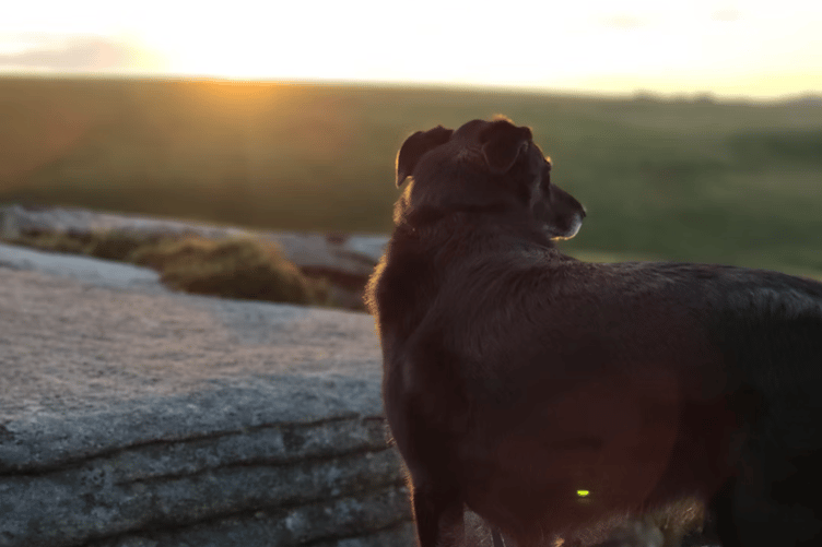 Dog on Dartmoor stock image
