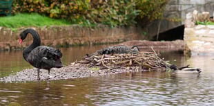 Eggcitement in Dawlish as Black Swans Await Arrival of Cygnets
