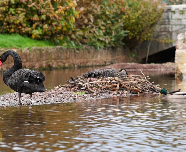 Eggcitement in Dawlish as Black Swans Await Arrival of Cygnets