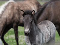 Meet Flint, the Sanctuary's young Icelandic colt 