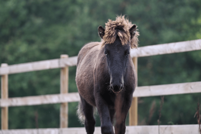 Flint's colour has darkened as he's grown