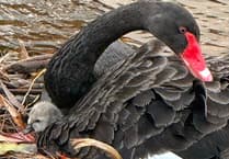 New cygnets hatch in Dawlish!