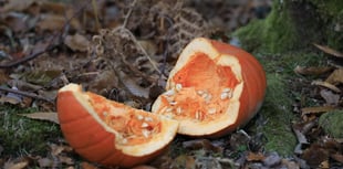 Forestry England: Don't dump pumpkins in Haldon