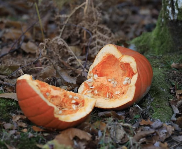 Forestry England: Don't dump pumpkins in Haldon