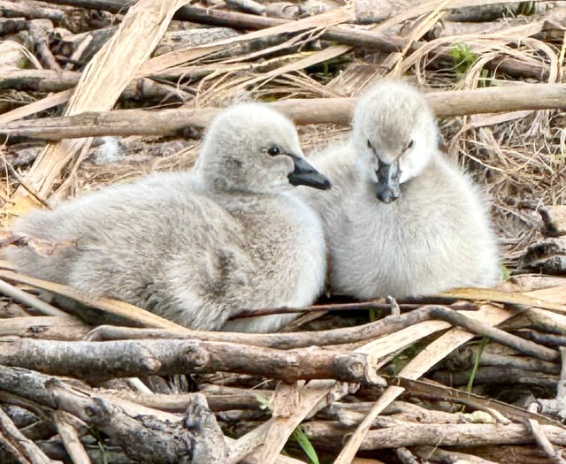Watch: New cygnets braving the world 