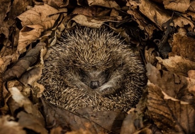 Families urged to help Bovey hedgehogs