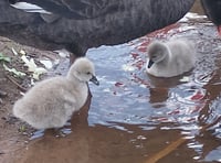 Dawlish cygnets protected by footpath closure