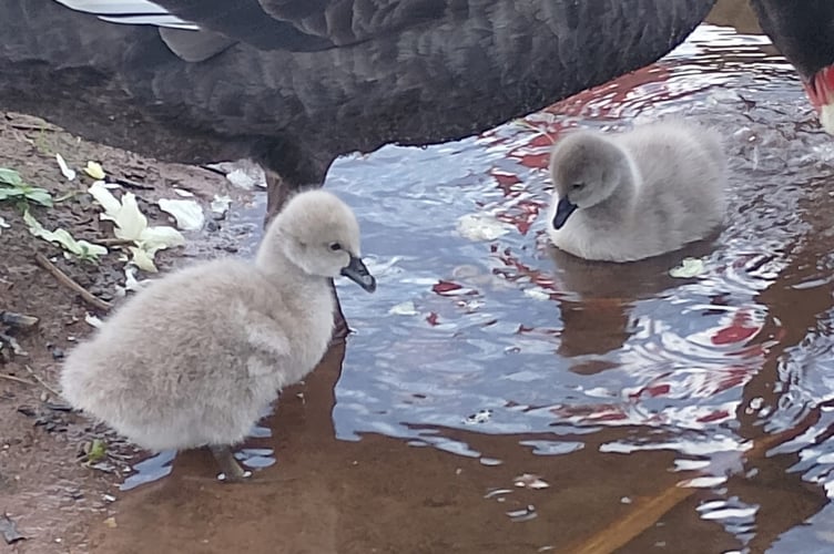 Dawlish Cygnets out on the water. Photo Noreen Goodchild