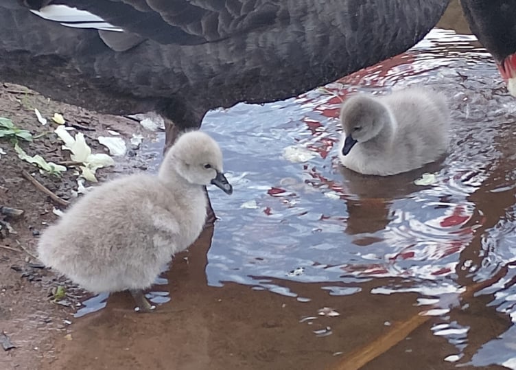 Dawlish Cygnets out on the water. Photo Noreen Goodchild