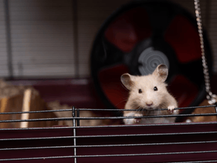 Number of investigations into illegally imported pets at five-year low