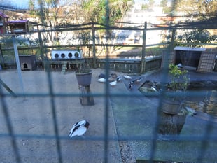 £950 Raised for Dawlish bird fund