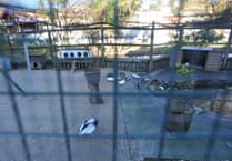 £950 Fundraised for Dawlish birds