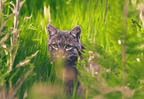 Could the South West support wildcats? New study says yes