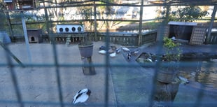 Flu-hit aviary shut for 12 months 