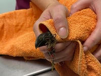 Vet saves seagull from fish hook