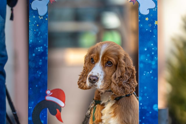 Christmas celebration with festive selfie boards.