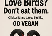 PETA's billboard plan amid Avian flu