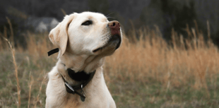 Number of dog abductions last year revealed 