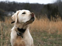 Number of dog abductions last year revealed 