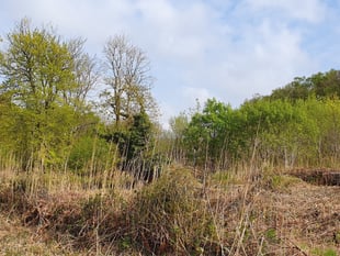 Developers pledge over ‘priceless’ Newton Abbot nature site