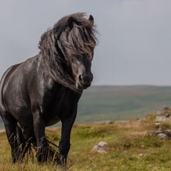 Inside the challenge of caring for feral ponies