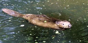 Wildlife park aims to create vital housing for reintroduced beavers