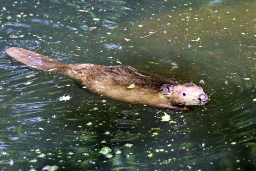 Beavers at Wildwood in East Devon